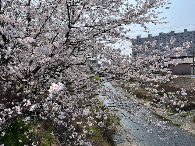 3月末、基礎工事（配筋・型枠設置）が急ピッチで進んでいます